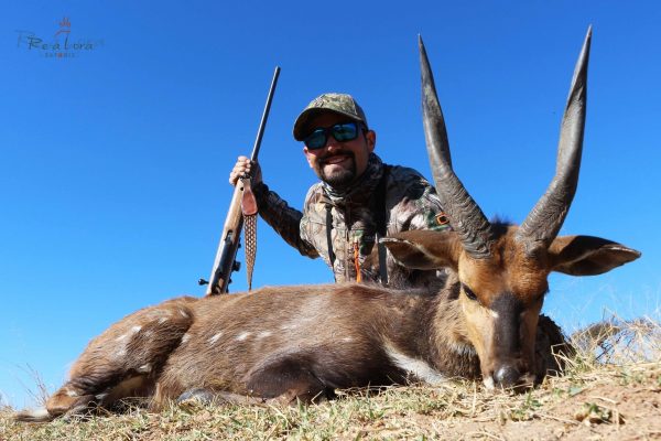Bushbuck Hunt South Africa