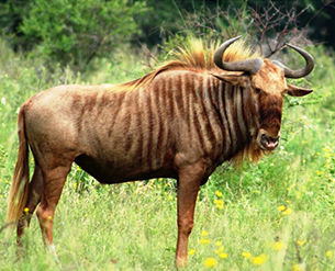 Golden Wildebeest