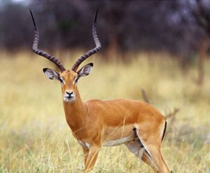 Impala Common