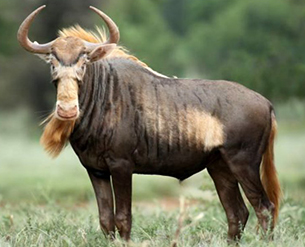 King Wildebeest