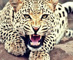 leopard moz
